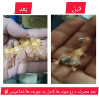 طوطی/فنچ/قناری/سهره/مرغ عشق