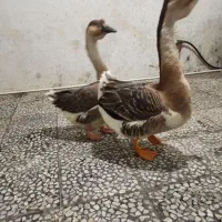 غوغاز آفریقایی زینتی اصل|حیوانات مزرعه|رشت, عینک|دیوار