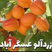 جشنواره فروش نهـال با ضمانت درشهرنهال