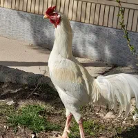 خروس سفید لاری محلی