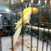 قناری‌رسمی‌بلند