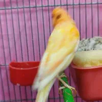 فروش یک جفت قناری لاکی نر وماده|پرنده|شیراز, شهرک پرواز|دیوار