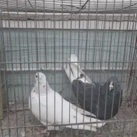 کبوتر تهرانی