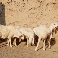 پنج عدد کابر مری با یک قوچ تازه یک ساله شده