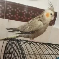 عروس هلندی 6ماهه دانخور