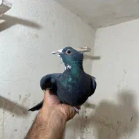 نر پلنگ کلاهی|پرنده|کرمان, |دیوار