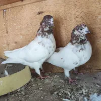 فروش یا معاوضه|پرنده|میناب, |دیوار