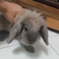 خرگوش لوپ شش ماهه|موش و خرگوش|گرگان, |دیوار