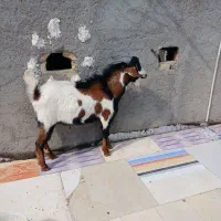 پاچن بدون دندان  مشتری واقعی تماس|حیوانات مزرعه|سراوان, |دیوار