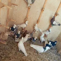 کفتر  رنگی بهبونی  پرشی|پرنده|شیراز, کفترک|دیوار