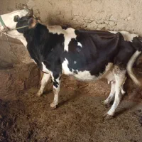 گاو.دورگ‌سیمینتال