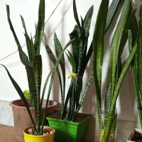 گل سانسوریا|گل و گیاه طبیعی|فولادشهر, مسکن مهر فولادشهر|دیوار