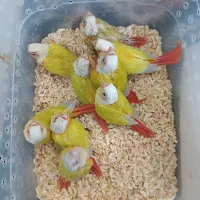 ردچیک سرلاکی فول رد گرینچیک