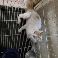 واگذاری رایگان|گربه|کرج, جهان‌شهر|دیوار