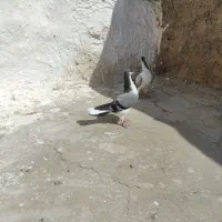 کبوتر. پرنده