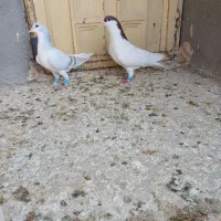 کبوتر رنگی|پرنده|شال, |دیوار