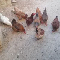 مرغ و خروس