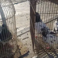 کبوتر کله دم سبز