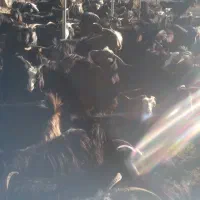 فروش بز|حیوانات مزرعه|سیوان, |دیوار