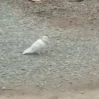 کبوتر گریب گیری شده