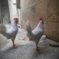 حیوانات خانگی|حیوانات مزرعه|تهران, جیحون|دیوار