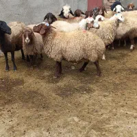 میش آبستن مایع کرده|حیوانات مزرعه|بروجرد, |دیوار