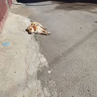 سگ پاکوتاه|سگ|یزد, |دیوار