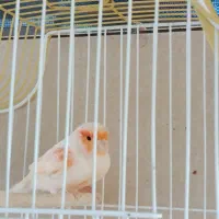 قناری موزائیکی نر