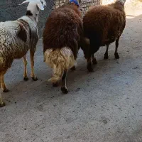 میشو بره کله عروس|حیوانات مزرعه|بروجرد, |دیوار