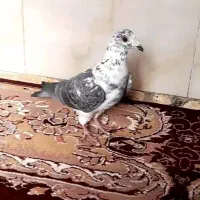 کفتر بزک|پرنده|تربت جام, بوستان وحدت|دیوار