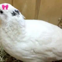 بلدرچین تخم گذار