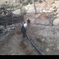 بوقلمون