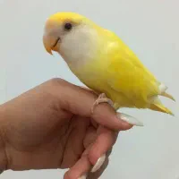 پرنده گمشده