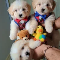 سرپرستی سگ پودل فقط چهار میلیون با تمام لوازم|سگ|تهران, شهرک غرب|دیوار