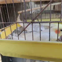 فروش طوطی عروس باجوجه