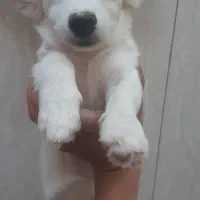 سگ پاکوتاه