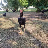 خروس لاری|حیوانات مزرعه|اندیمشک, |دیوار