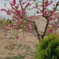 1250مترباغ-زعفرانیه