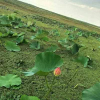 فروش سه هزار و پانصد متر باغ دربلوار سرکان