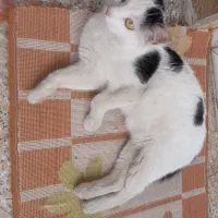 گربه ی ناز با دو بچه ی نازنین
