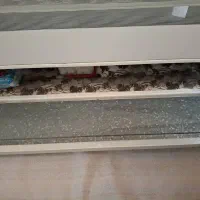 گاز فرنما مدل تکنو گاز|اجاق گاز و لوازم برقی پخت‌وپز|تهران, وحیدیه|دیوار