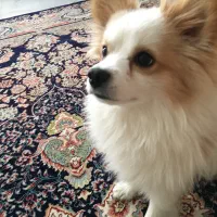 پت خانگی|سگ|هشتگرد, تهران دشت|دیوار