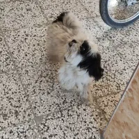 سگ خونگی تربیت شده|سگ|بهشهر, |دیوار