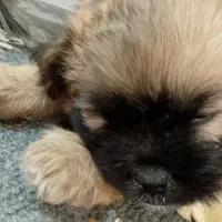 واگذاری سگ شیتزو پامر|سگ|صدرا-فارس, فاز ۲|دیوار