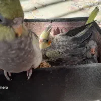 فروش جوجه عروس هلندی