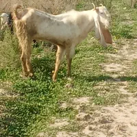 سلام نری گلابی  برای داشت