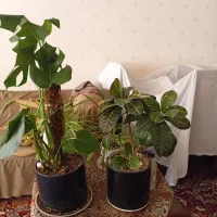 گل طبیعی و گلدان سفالی