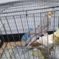 عروس هلندی جفت