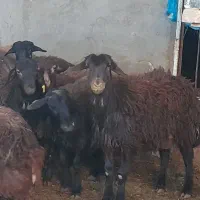 فروش چند راس بره نر افشاری چاق نقدی