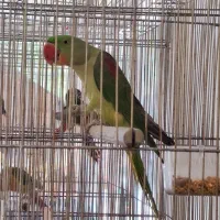 شاه طوطی ماده کینگ سایز(اسکندر)|پرنده|قم, نخودی|دیوار